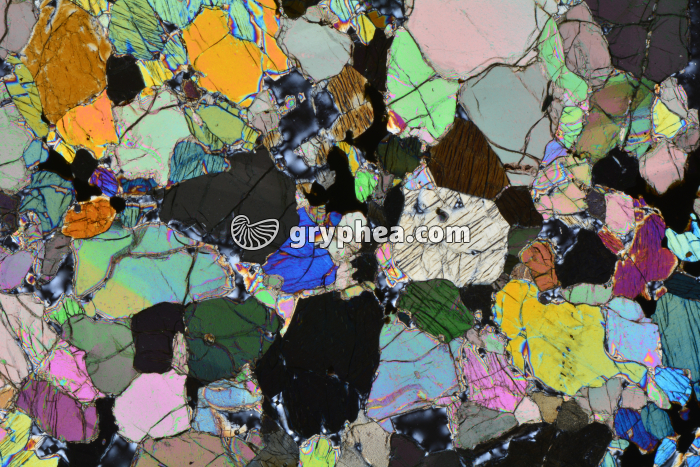 Péridotite LPA x3,5 - gryphea.com